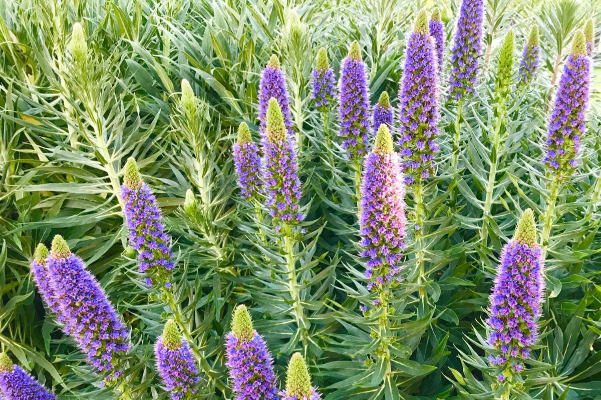 Echium Vulgare