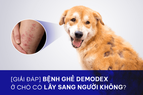 Bệnh ghẻ Demodexlab ở chó có lây sang người không