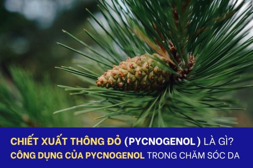 Chiết xuất thông đỏ (Pycnogenol) là gì
